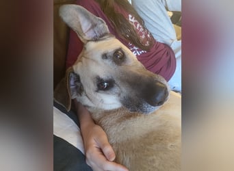 Hallo ich bin Schäferhund Mischling Rudi
