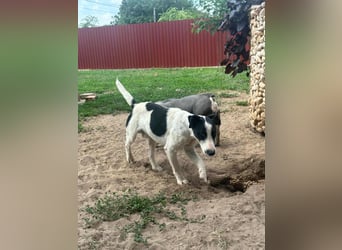 Maxi, geboren 01.04.2024, 36cm sucht aktives Zuhause