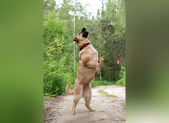 Treue MASHA wird ein perfekter Familienhund