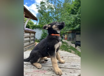 Deutsche Schäferhund Welpen