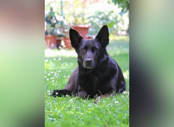 Hündin Elsa sucht ein Zuhause