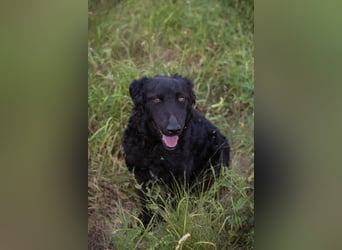 Chip 2277422: Sucht ein Zuhause