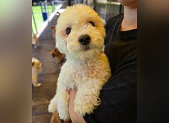 Ttabong - Bichon Frise zum verlieben <3 kleiner Charmeur