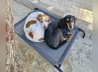 Süße und liebevolle Pointer Mix Hündin EMMA sucht eine Familie