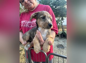 Patrik, geboren 10.04.2025, 24cm sucht seine Chance
