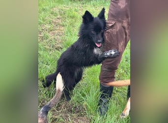 Zoya, geboren 25.09.2024, 40cm sucht ihr Zuhause