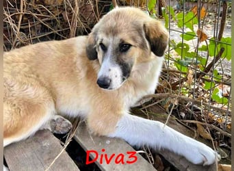 Diva3 geb. 07/2023 (GRC) - glückliche und verspielte, süße Junghündin!