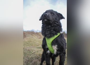 Verspielter TRUNTO - Traumbub mit dem Potential zum Herzenshund