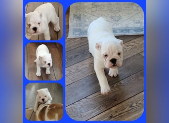 Englische Bulldoggen welpen Top Pedigree FCI