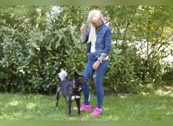 Normita - kluge, verspielte junge Hündin - Tierhilfe Franken e.V.