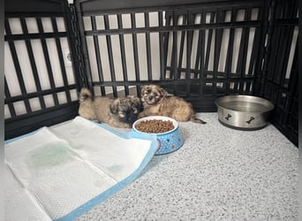Maltipoo - Welpen - Rüden und Hündin