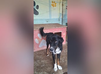 Jack (2) sucht einen Gnadenplatz
