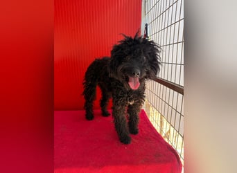 Casper, Puli-Pudel-Mix, Rüde, geb. am. 05.08.2024, 43 cm, 11 kg