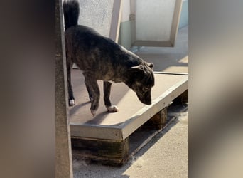 Lui - kleiner Hund mit großem Herz sucht 2te Chance