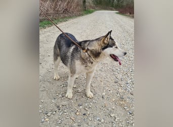 Kona ein trauriger Engel