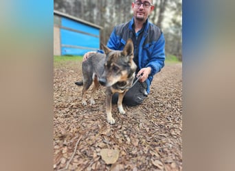 Lacika, 4 Jahre jung, 45 cm, sucht sein Zuhause