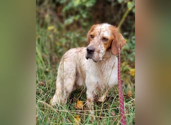 Lieber Setter ♥Luca♥ in 84513 Töging