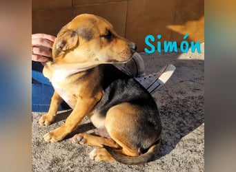 Simón 04/2024 (ESP Pflegestelle) - verschmuste und neugieriger, junger Bodeguero Mix!