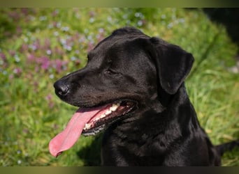 Wunderschöner Labradormischling Ivar sucht seine Menschen   Zuhause oder Pflegestelle zum 02.08.2025