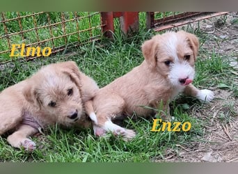 Kleiner Draufgänger Enzo