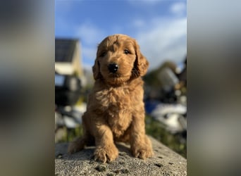 GoldenDoodle Welpen 