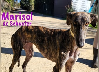 Marisol de Schuster 06/2022 (in Deutschland) - wunderschöne, soziale und verträgliche Galga!