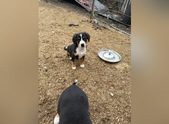 Entlebucher Sennenhundwelpen