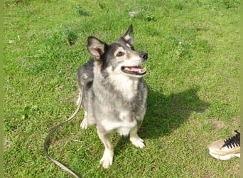 Mischa sucht ein neues Zuhause