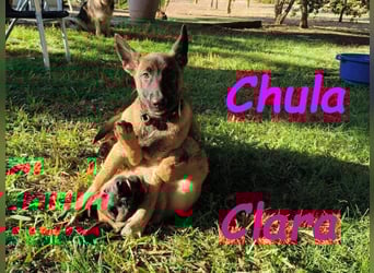 Clara geb. 04/2025 (ESP) - verspielte, lebensfrohe und gesellige Malinois Welpin!
