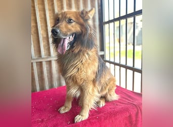 ❤️ superlieber ALFI - 1,5 Jahre, 46cm/16kg - Mischling