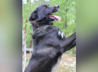Freundlicher LEWI ist ein absoluter Gute-Laune-Hund