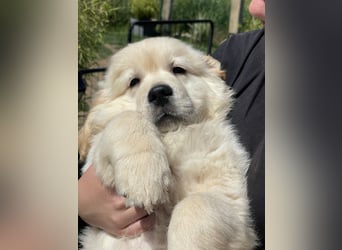 Golden Retriever Welpen aus excellenter Verpaarung