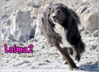 Laima2 geb. 01/2021 - sportliche und aufmerksame, wunderschöne Border-Collie-Mix Hündin!
