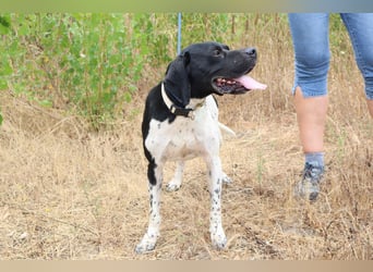 Douglas,  Pointer-Mix, lieb und sozial