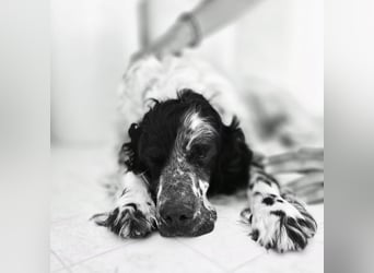 Lord  - ein ruhiger, wunderbarer Setter sucht sein liebevolles Zuhause!