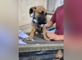 TERESE, kleiner Sausewind. Geboren ca. April 2025. Malinois-Mix-Hündin sucht aktives Zuhause