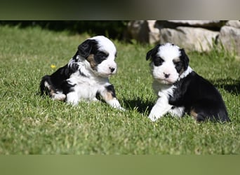 traumhaft hübscher Tibet Terrier Welpen aus erfahrender Zucht  sind geboren dürfen im Juni ausziehen