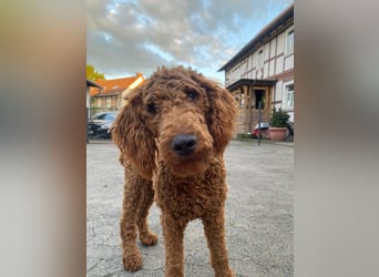Labradoddle F1
