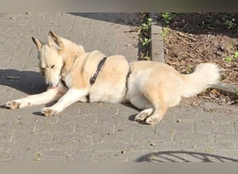 Pippa *auf Pflegestelle in 33615 Bielefeld*