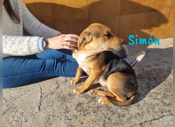 Simón 04/2024 (ESP Pflegestelle) - verschmuste und neugieriger, junger Bodeguero Mix!