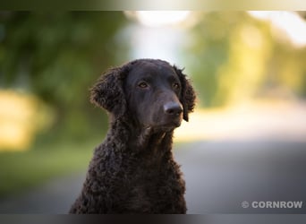 Curly Coated Retriever – braune Rüden (8 Wochen) aus dem Zwinger Cornrow