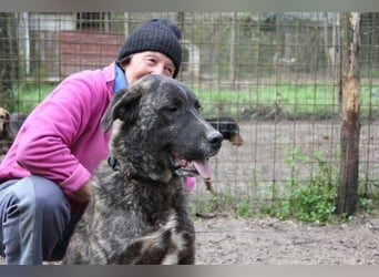 Jackpot - ein majestätischer Doggen-Mix sucht sein Königreich