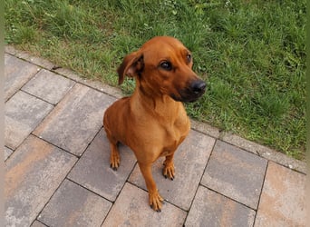 Rhodesian Ridgeback Welpen mit Papiere