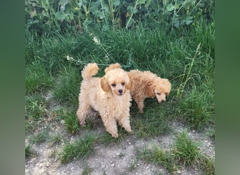 Zwergpudel Welpen