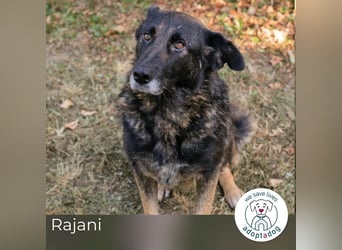 Rajani: Verspieltes Herz sucht Zuhause
