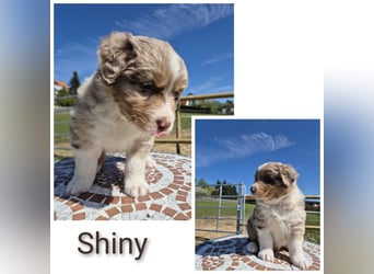 ❤️Wunderschöne Australian Shepherd Welpen - ASCA ❤️