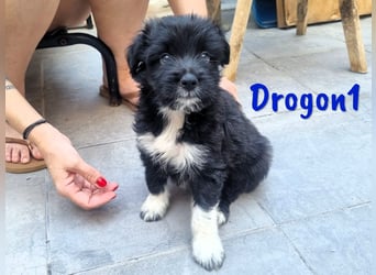 Drogon1 geb. 05/2025 (ESP) - aufgeweckter Border-Collie-Mix Welpe!