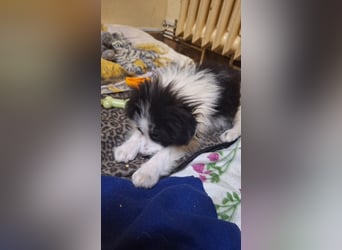 Kleine Lola sucht ein Zuhause