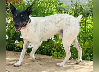 Verspielter Mowgli