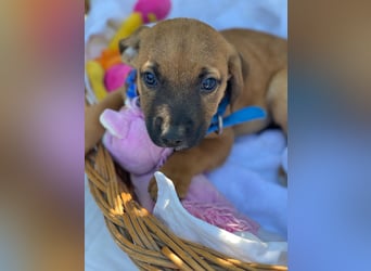 Barney LM - Zuhause gesucht – Neun kleine Hundekinder auf großer Mission